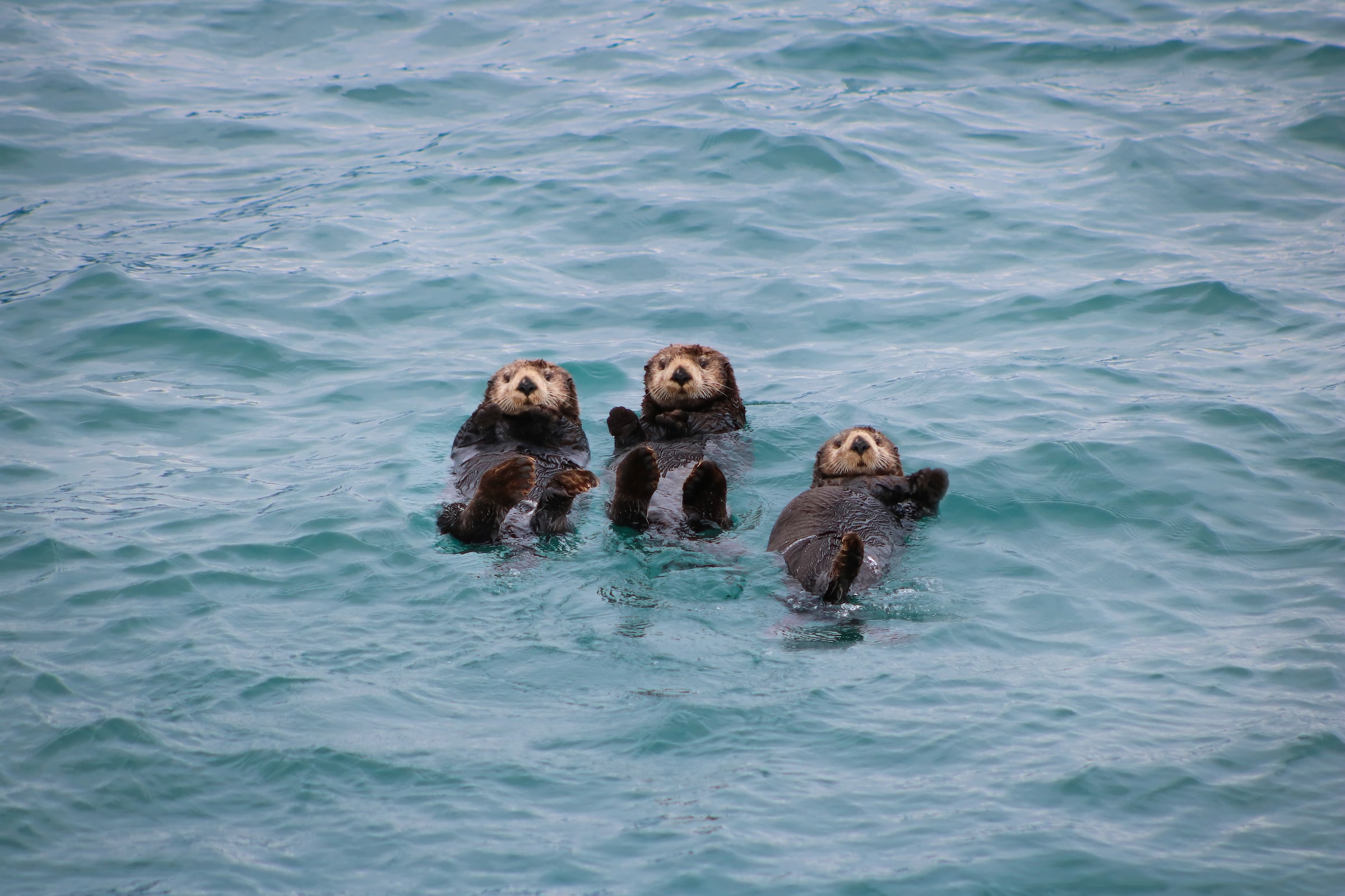 Otter in water